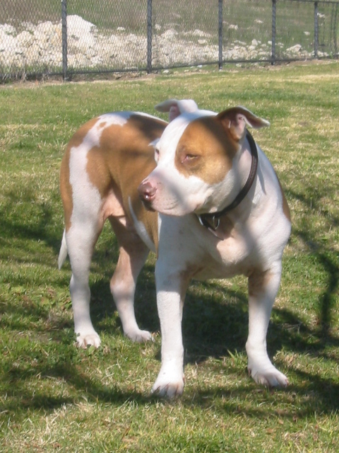 Name:  pics2SAFRICA 104.jpg
Views: 22961
Size:  210.4 KB