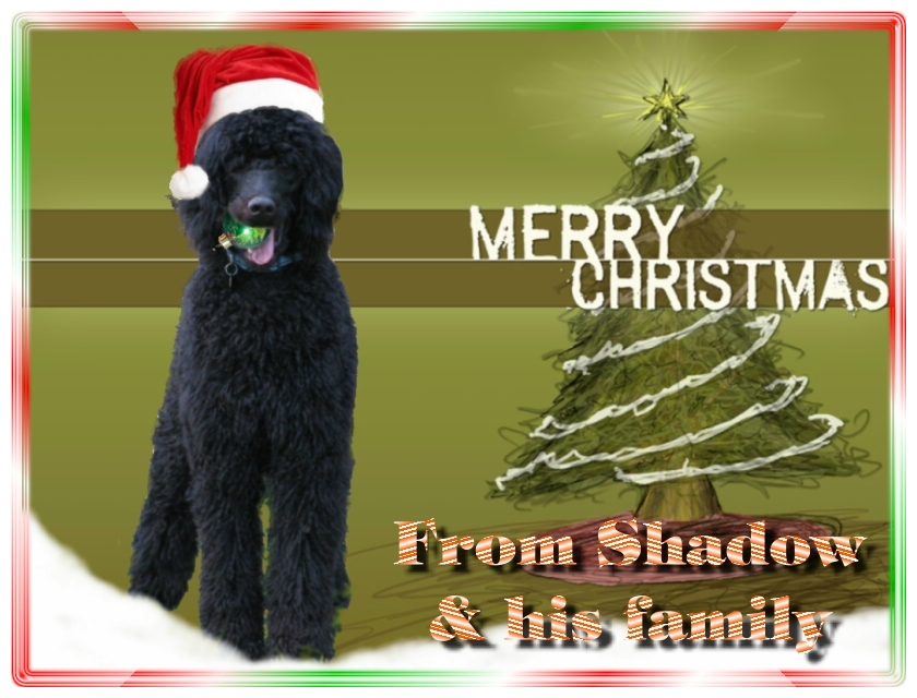 Name:  shadow-christmas-card-3.jpg
Views: 34434
Size:  291.5 KB