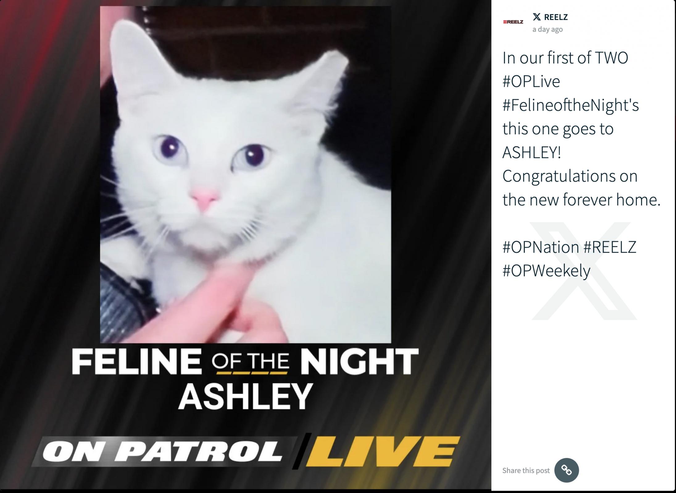 Name:  ashley-cat.jpg
Views: 264
Size:  181.2 KB