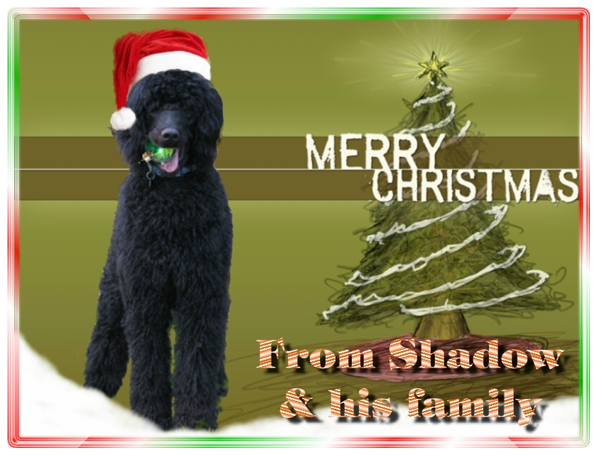 Name:  shadow-christmas-card-3.jpg
Views: 2570
Size:  291.5 KB