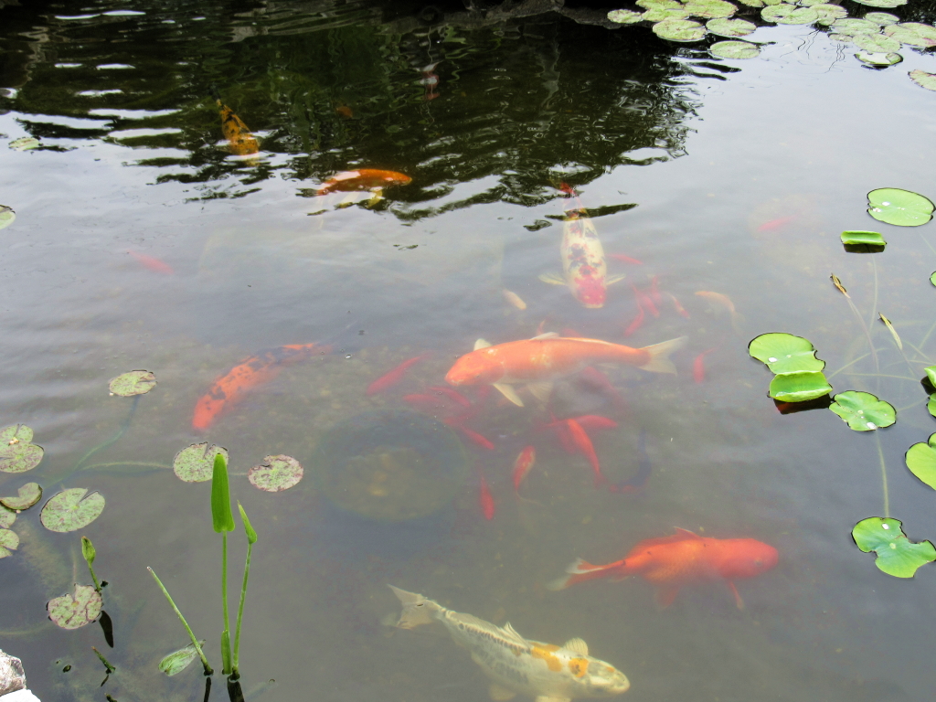 Name:  pond-fish.jpg
Views: 20263
Size:  648.7 KB