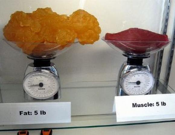 Name:  Fat and muscle..jpg
Views: 3313
Size:  27.6 KB