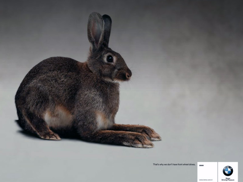 Name:  bunny.jpg
Views: 3958
Size:  55.3 KB