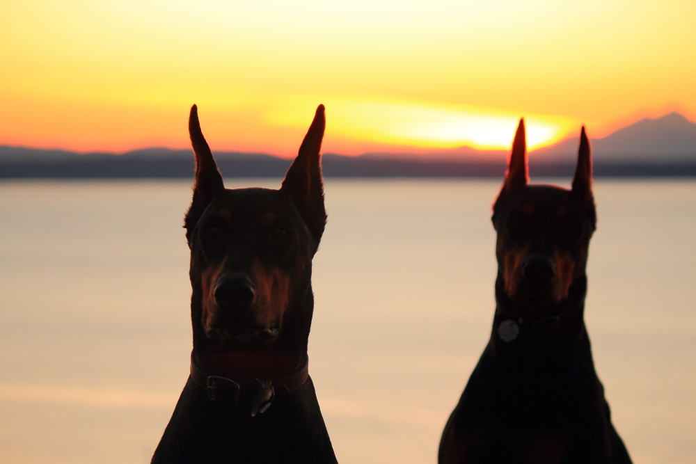 Name:  Dogs sunset.JPG
Views: 3601
Size:  335.8 KB