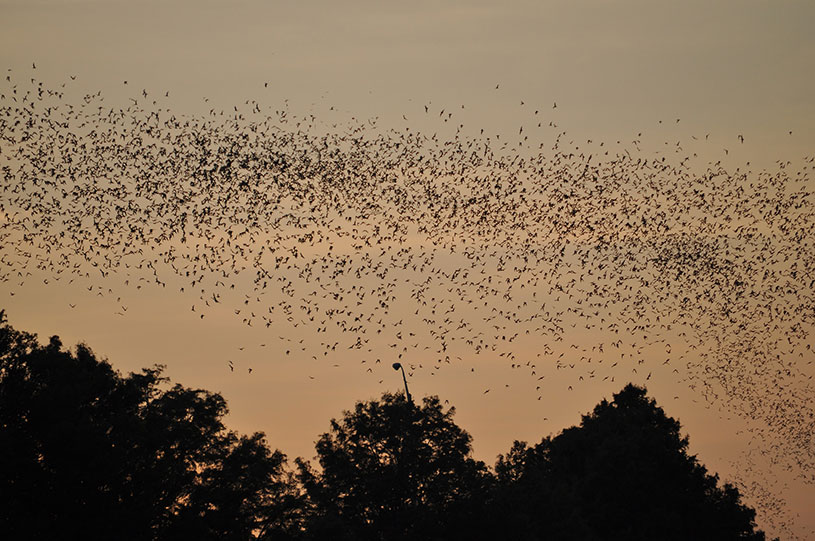 Name:  bats-in-trees-at-sunset.jpg
Views: 2536
Size:  126.8 KB